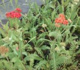 Achillea 'Walter Funcke' Kärsämö